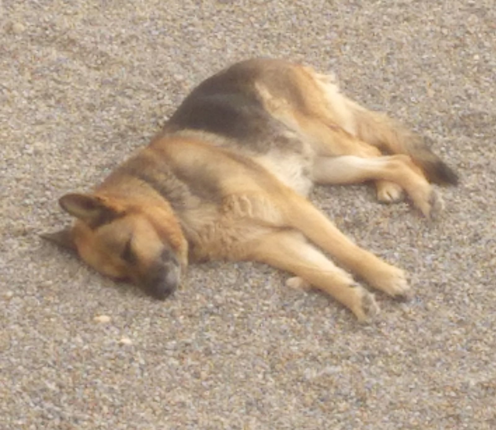 perrito durmiendo